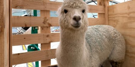 Hong Kong’s first alpacas arrive by air