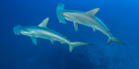 Three things we’re doing to protect sharks