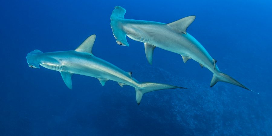 Three things we’re doing to protect sharks