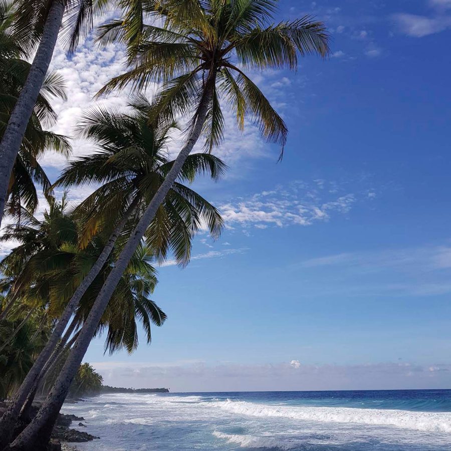 Palm trees on the beach