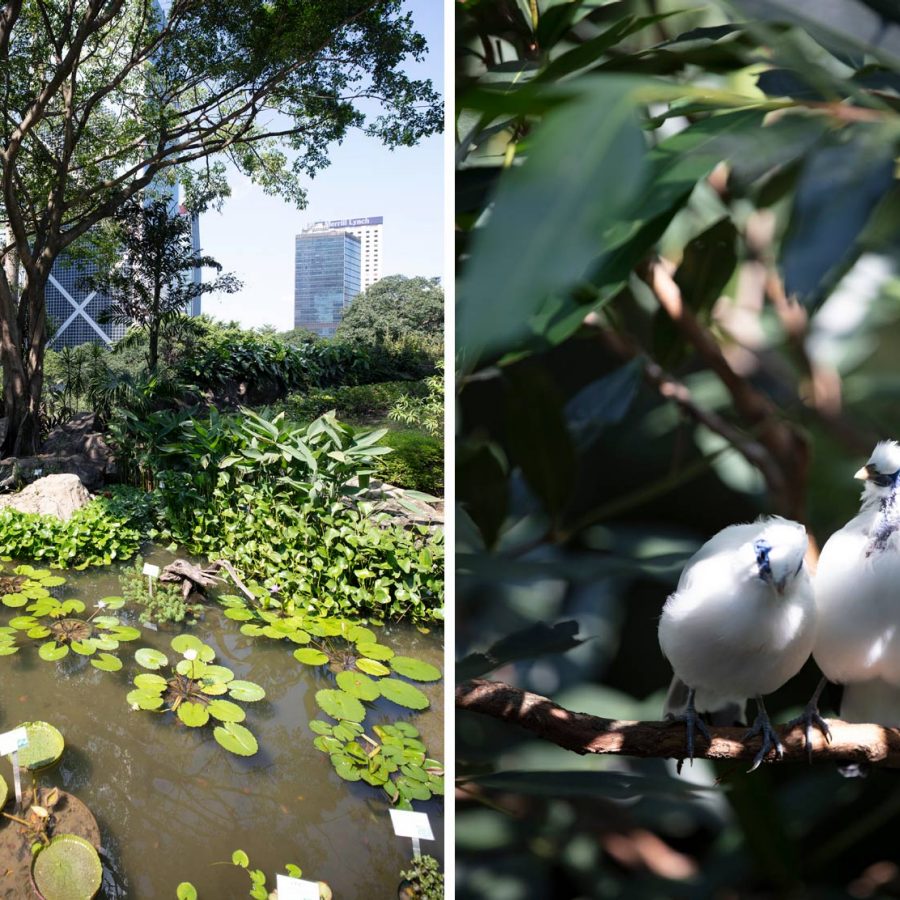 Nature in Hong Kong Park. Credit: Mike Pickles