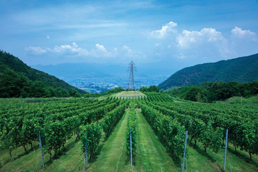 Chateau Mercian Vineyard, Japan