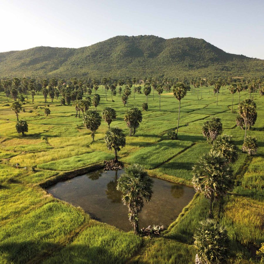 Cambodia green fields