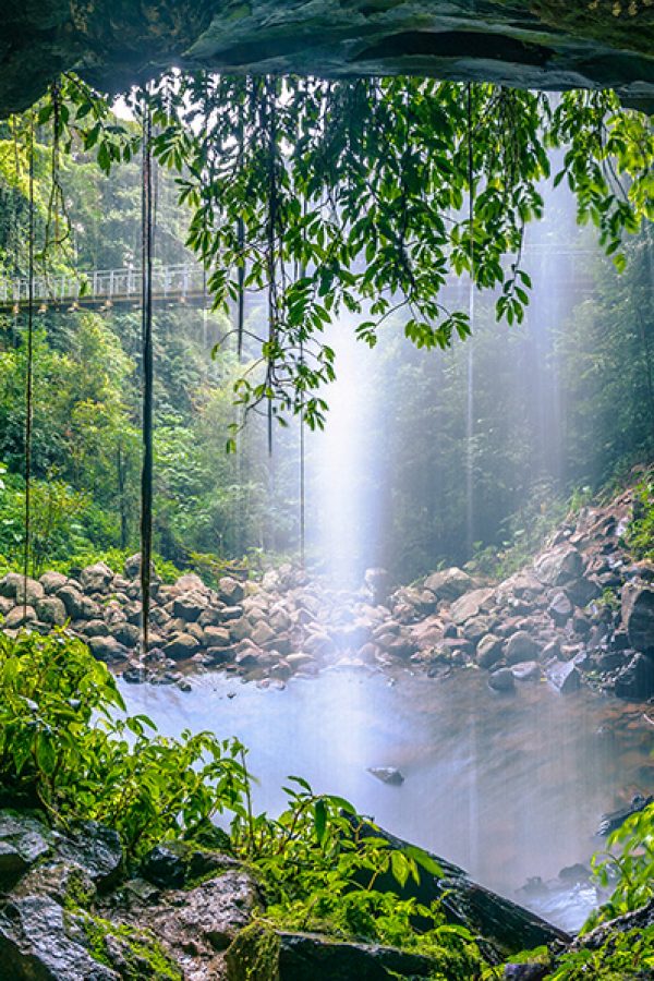 Dorrigo National Park