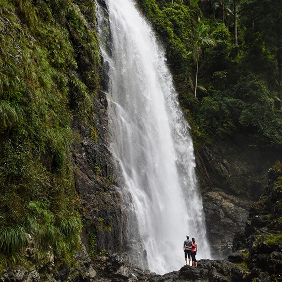 Dorrigo National Park