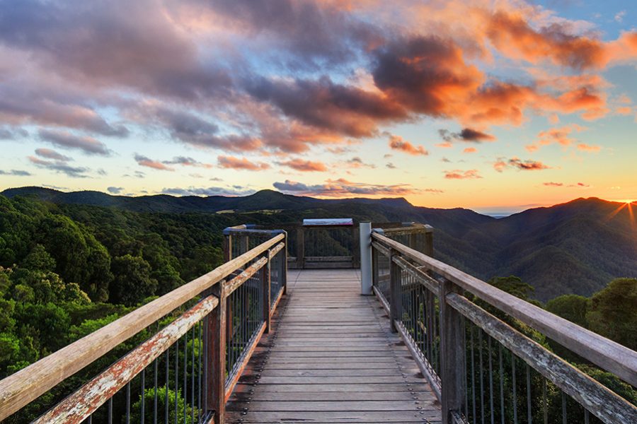 Dorrigo National Park