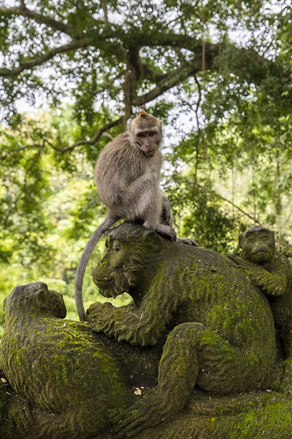 The Sacred Monkey Forest Sanctuary in Ubud, Bali, Indonesia. Credit: Getty Images