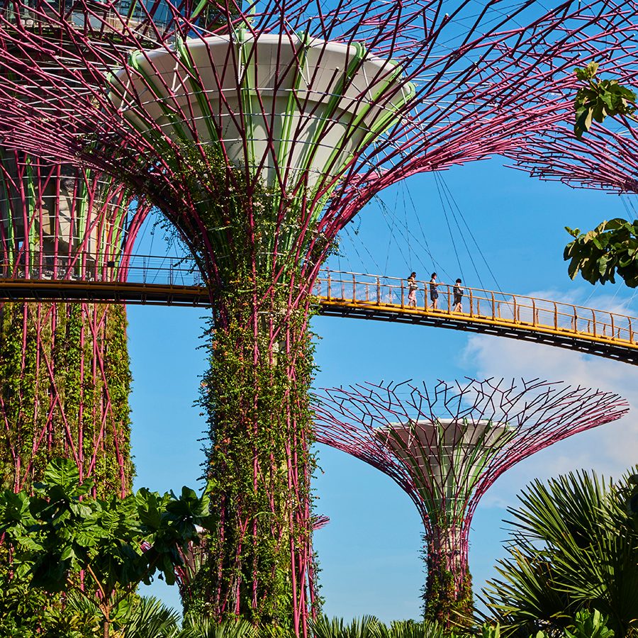 The Supertree Grove at Gardens by the Bay, Singapore. Credit: Getty Images