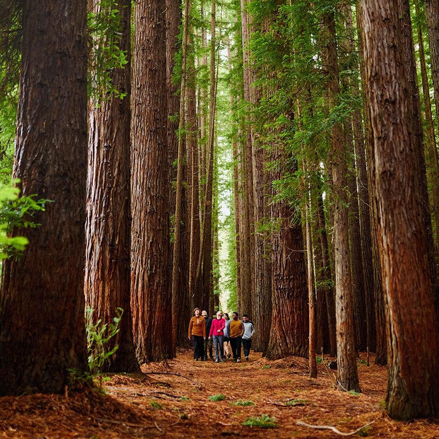 The Yarra Valley forest 