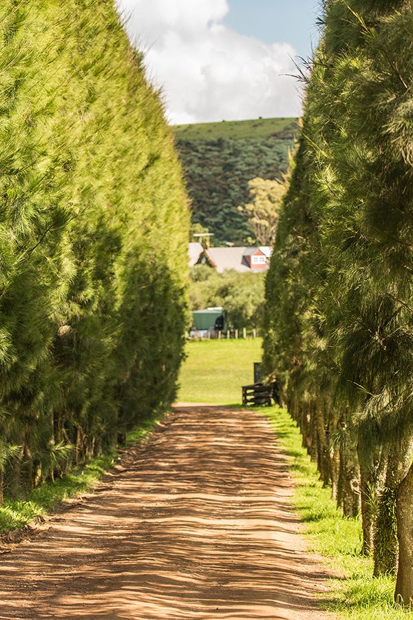 Waiheke Island