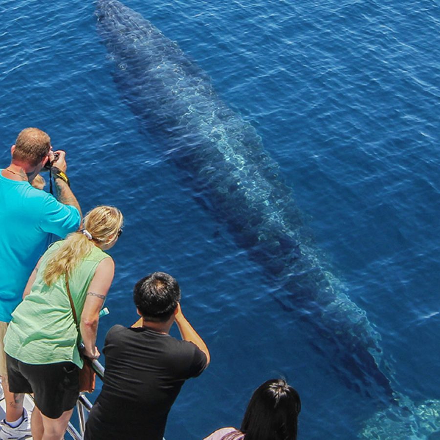 Whale Watching Auckland