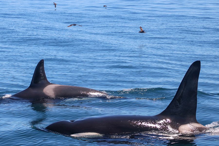 Whale Watching Auckland