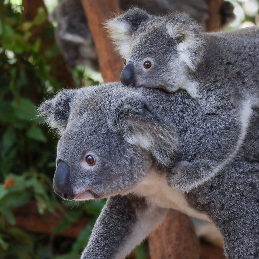 Pine Koala Sanctuary