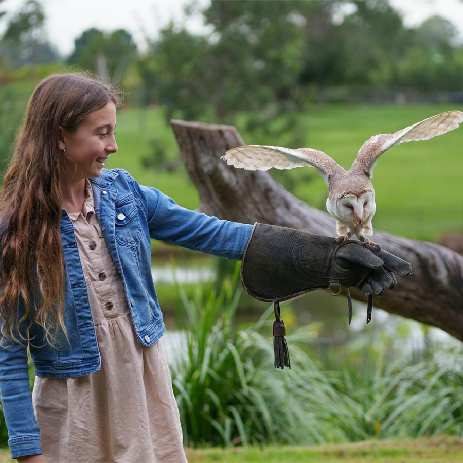 Pine Koala Sanctuary