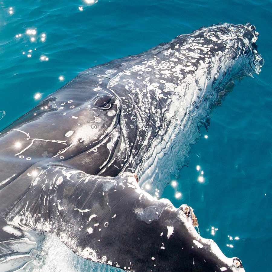 Brisbane whale watching