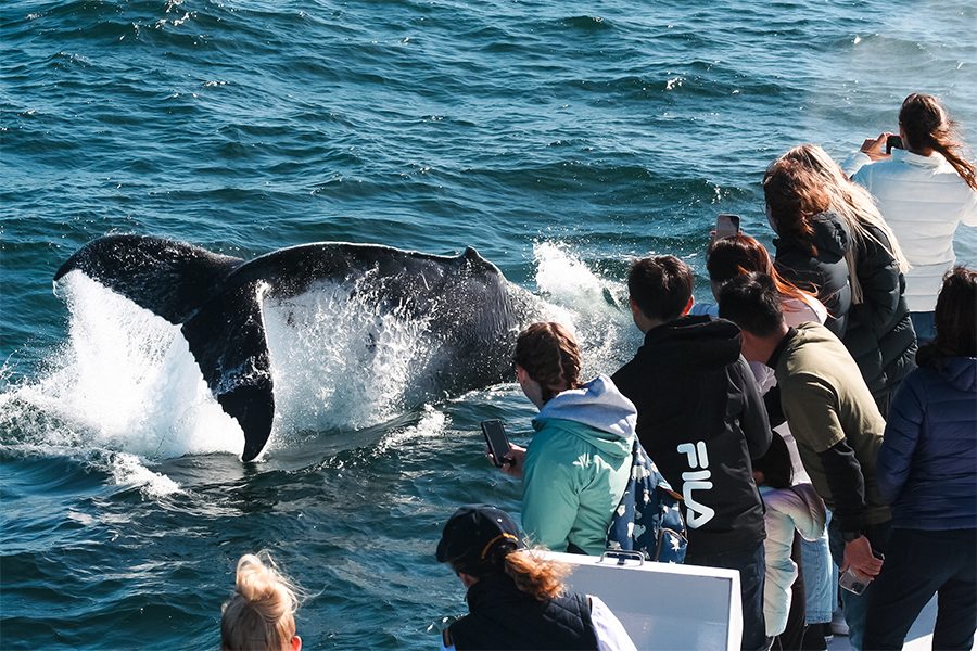 Brisbane whale watching