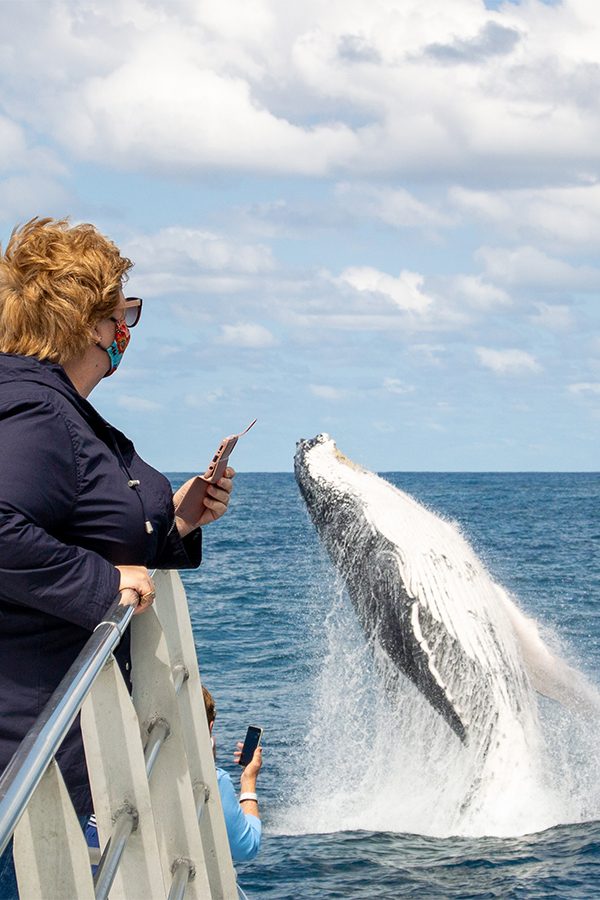 Brisbane whale watching