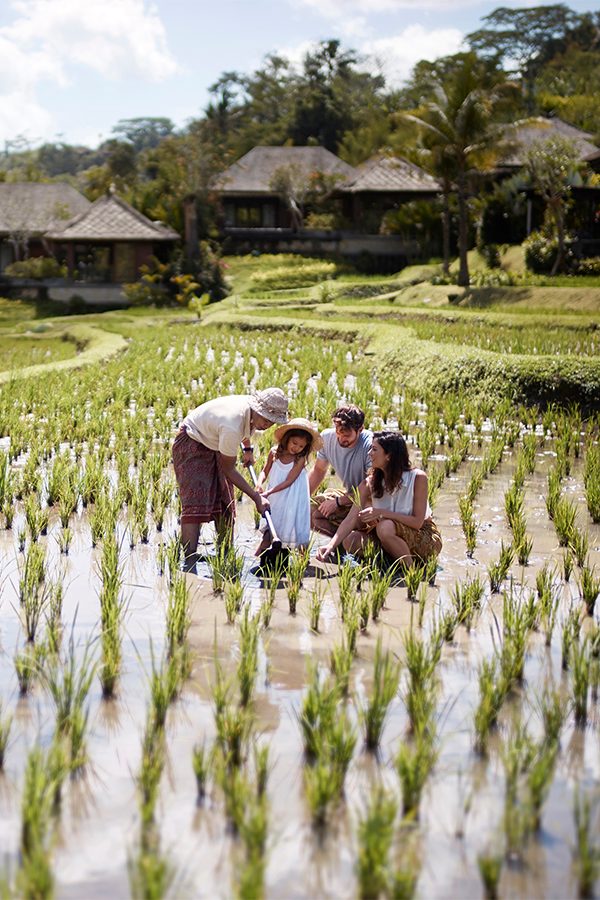 Rice field tour at Mandapa