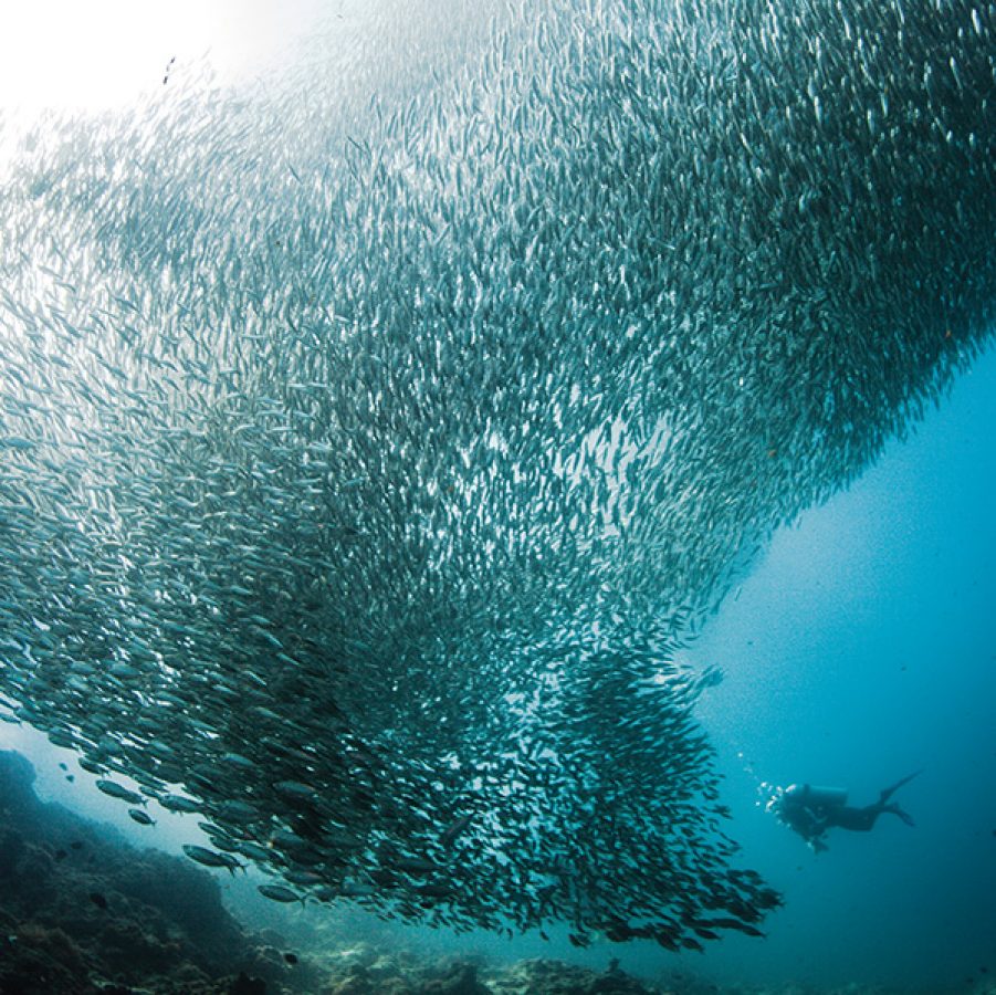 Swim with millions of sardines in Moalboal, Cebu. Credit: Getty Images