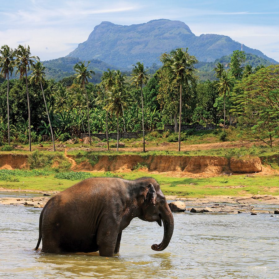 Elephant, Colombo, Sri Lanka