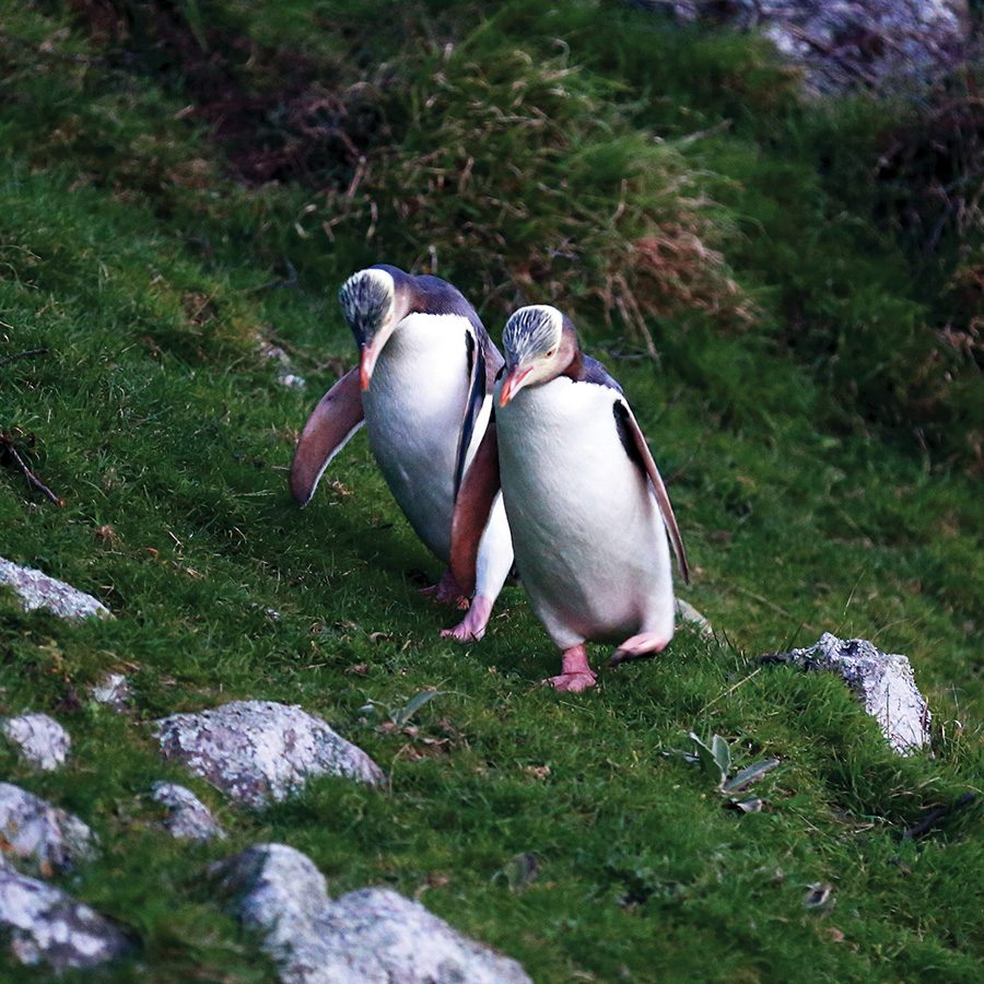 Penguins in Christchruch