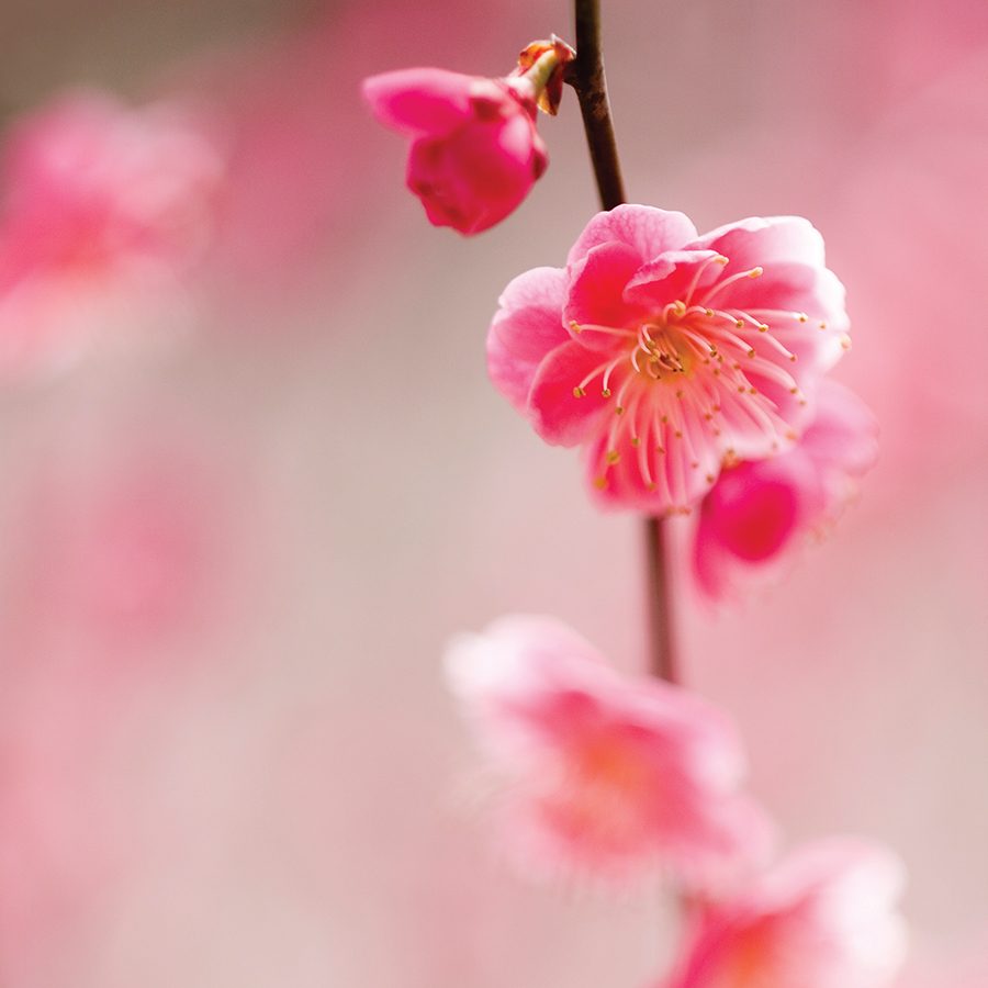 Cherry blossom, Tokyo