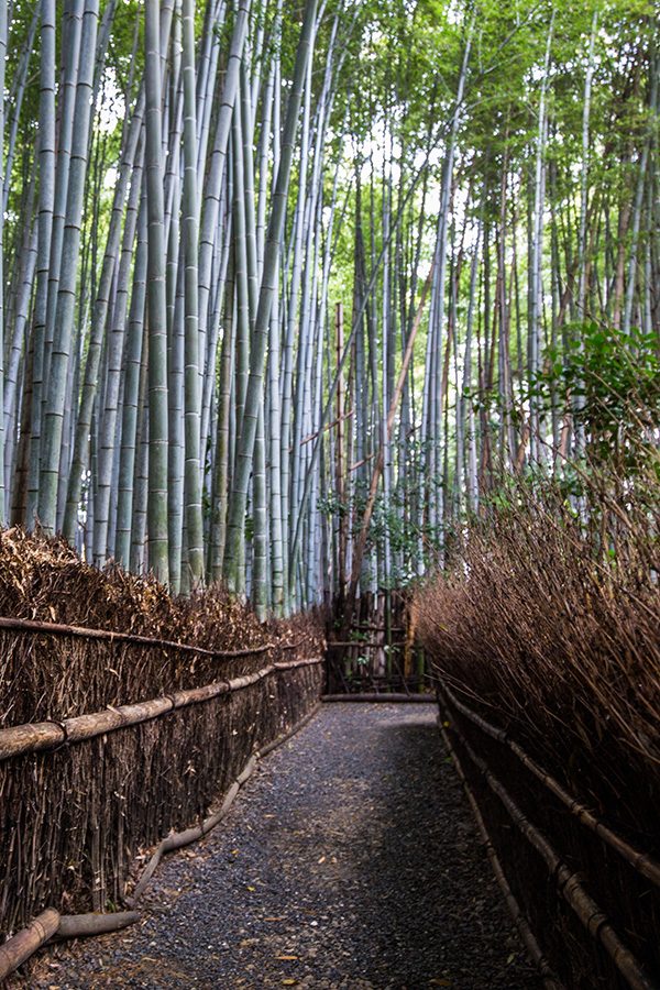 Gio-ji temple bamboo grove