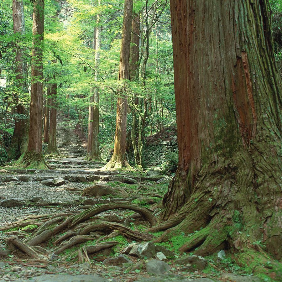 Gio-ji temple moss-covered grounds with tree