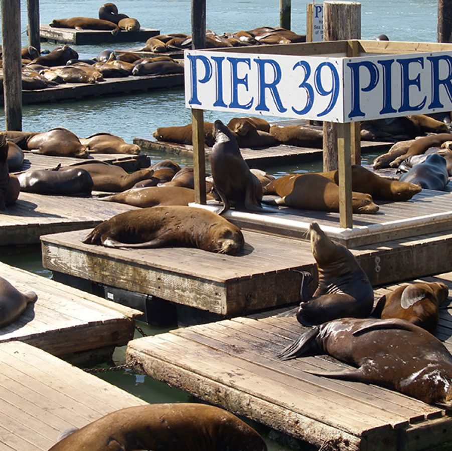 Pier 39