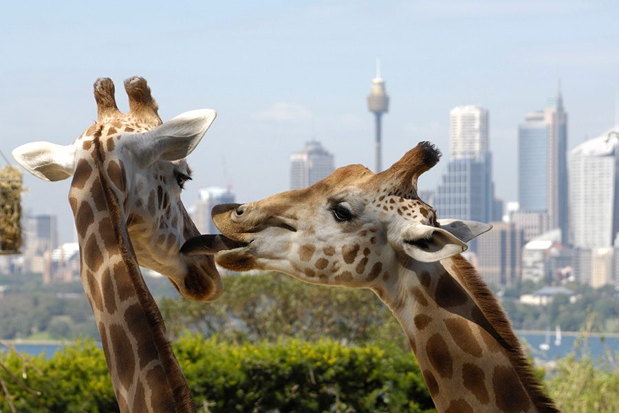 Taronga Zoo