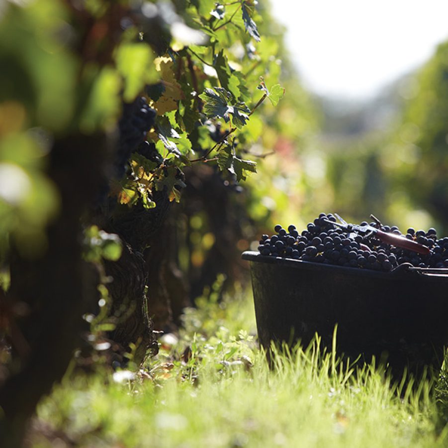 A basket of grapes picked in the vineyard.