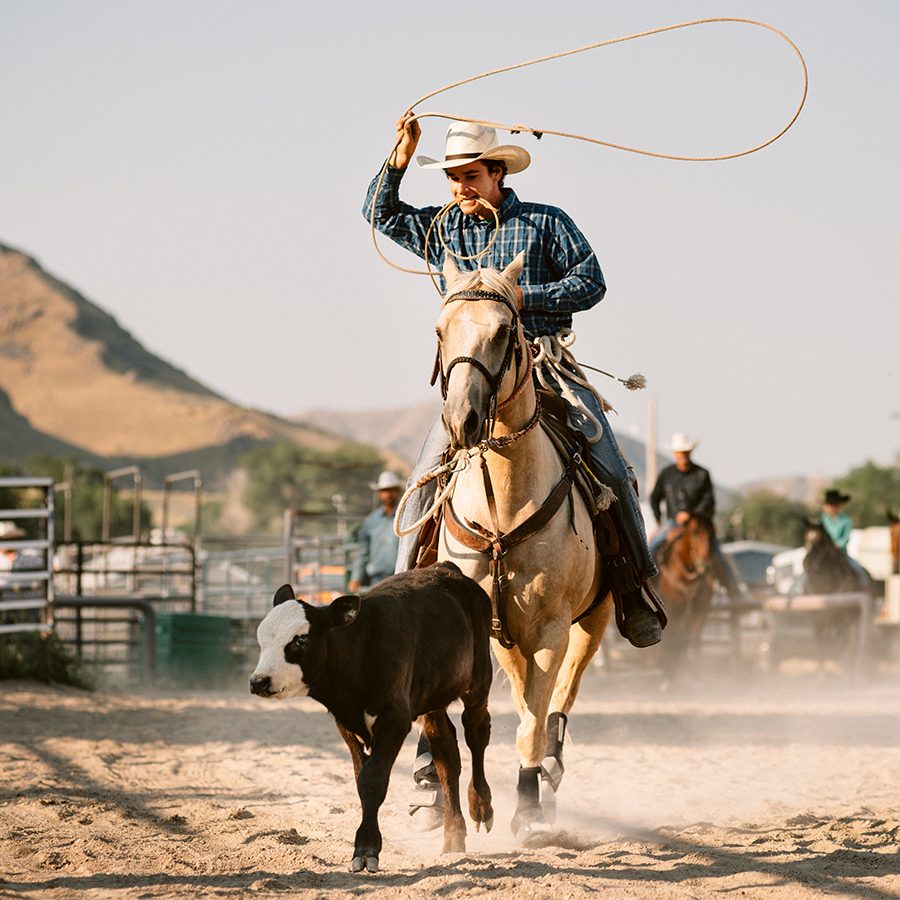 Man riding a horse lassoing an animal.